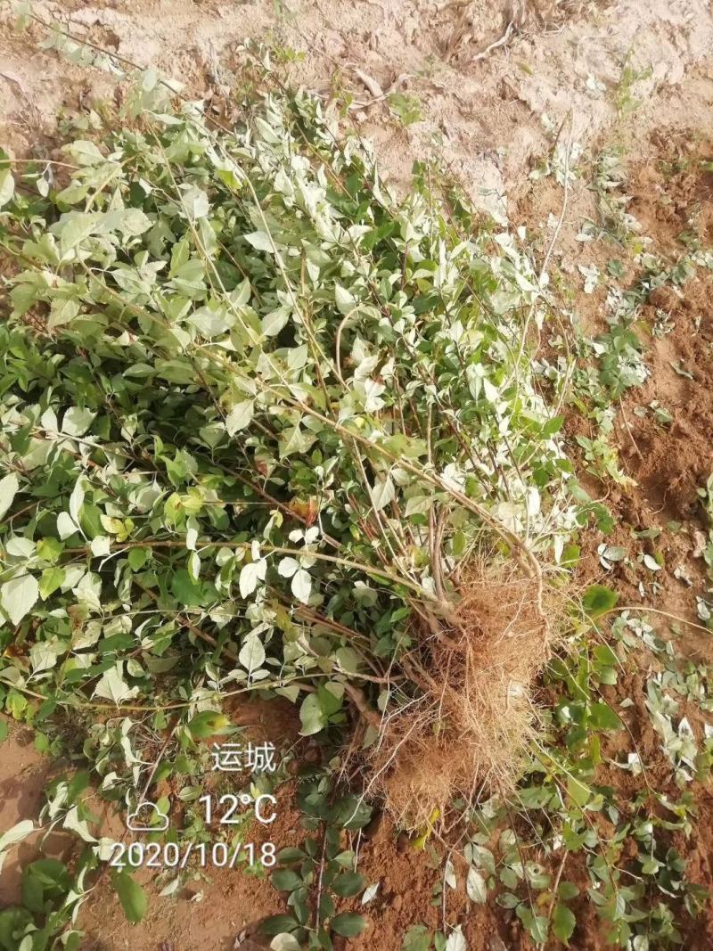 连翘苗各种规格齐全，支持线上交易，快递发货，价格低