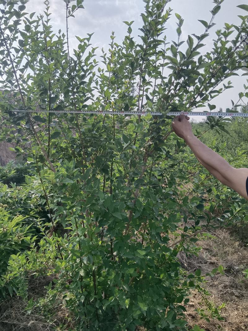 连翘苗各种规格齐全，支持线上交易，快递发货，价格低