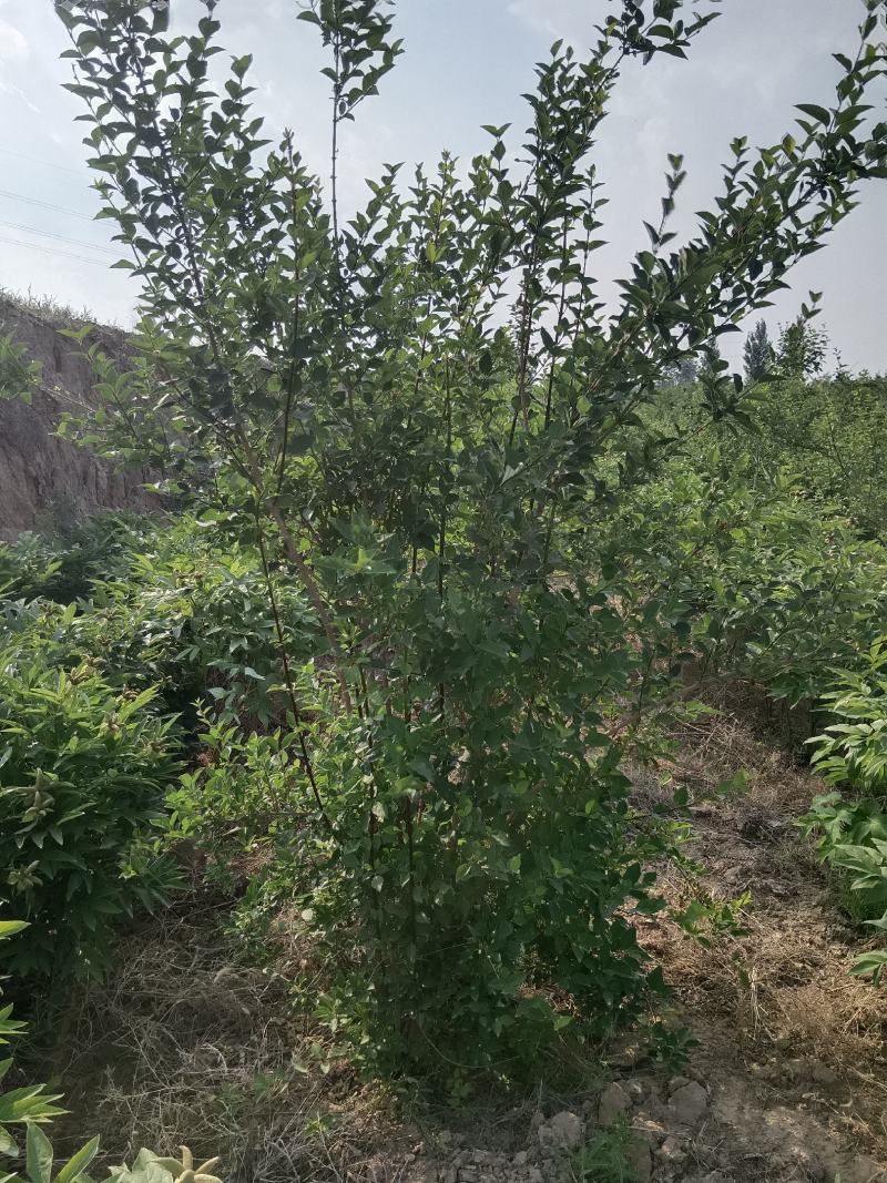 连翘苗各种规格齐全，支持线上交易，快递发货，价格低