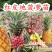 凤梨菠萝苗大果凤梨苗批发西瓜凤梨红皮凤梨金砖凤梨当年结果