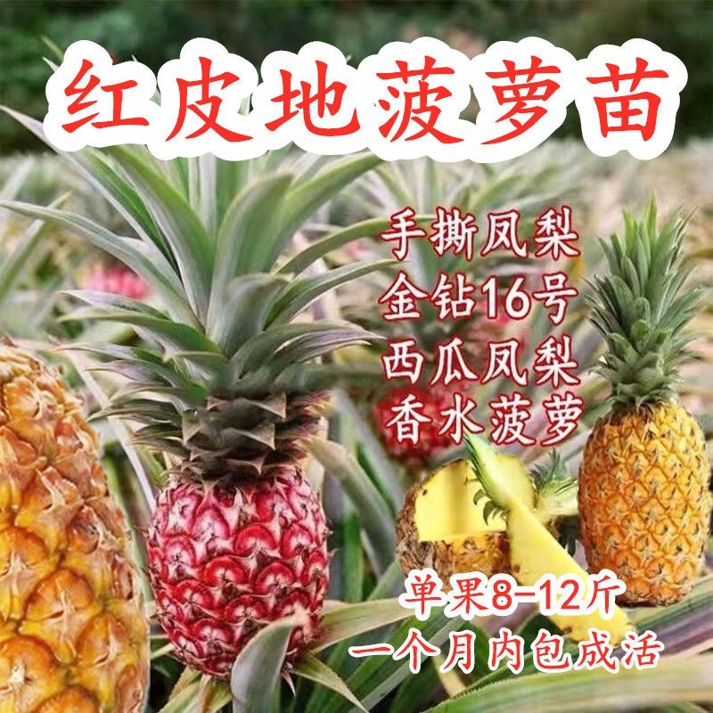 凤梨菠萝苗大果凤梨苗批发西瓜凤梨红皮凤梨金砖凤梨当年结果