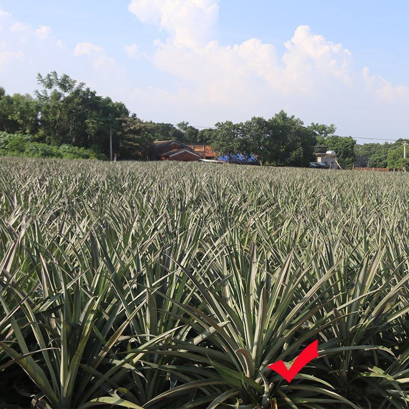 凤梨菠萝苗大果凤梨苗批发西瓜凤梨红皮凤梨金砖凤梨当年结果