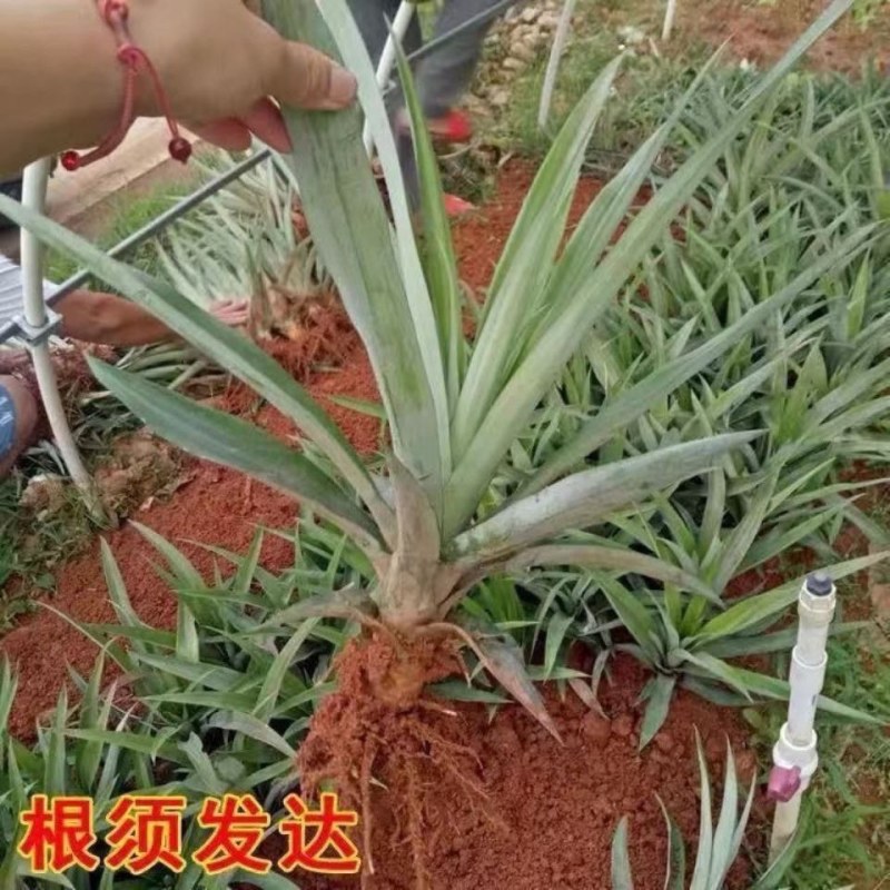 凤梨菠萝苗大果凤梨苗批发西瓜凤梨红皮凤梨金砖凤梨当年结果