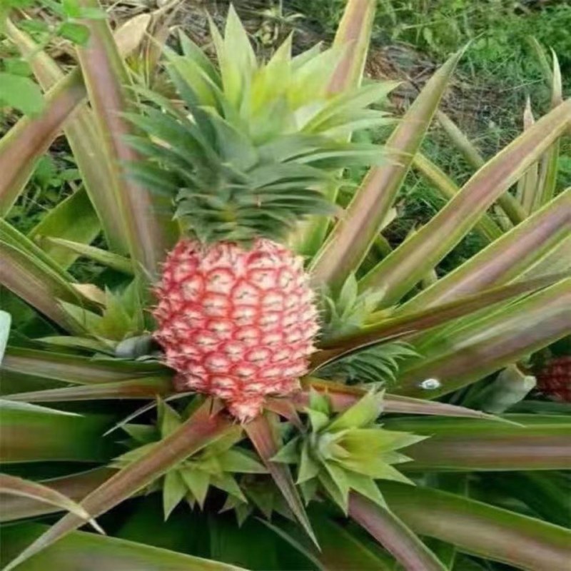 凤梨菠萝苗大果凤梨苗批发西瓜凤梨红皮凤梨金砖凤梨当年结果