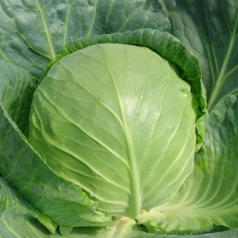 大量圆白菜