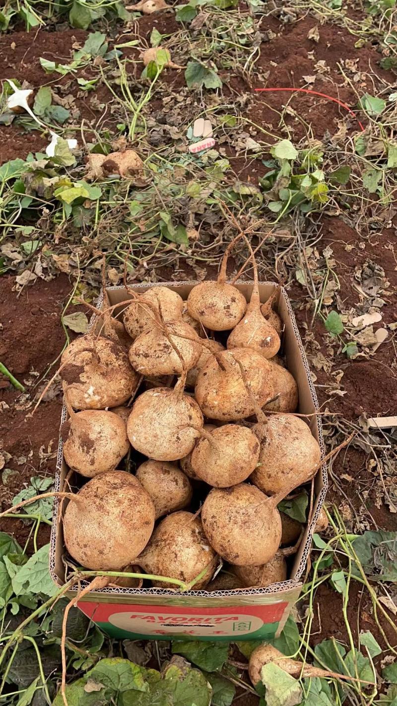 广东湛江凉薯豆薯地瓜产地货源按需分练视频看货