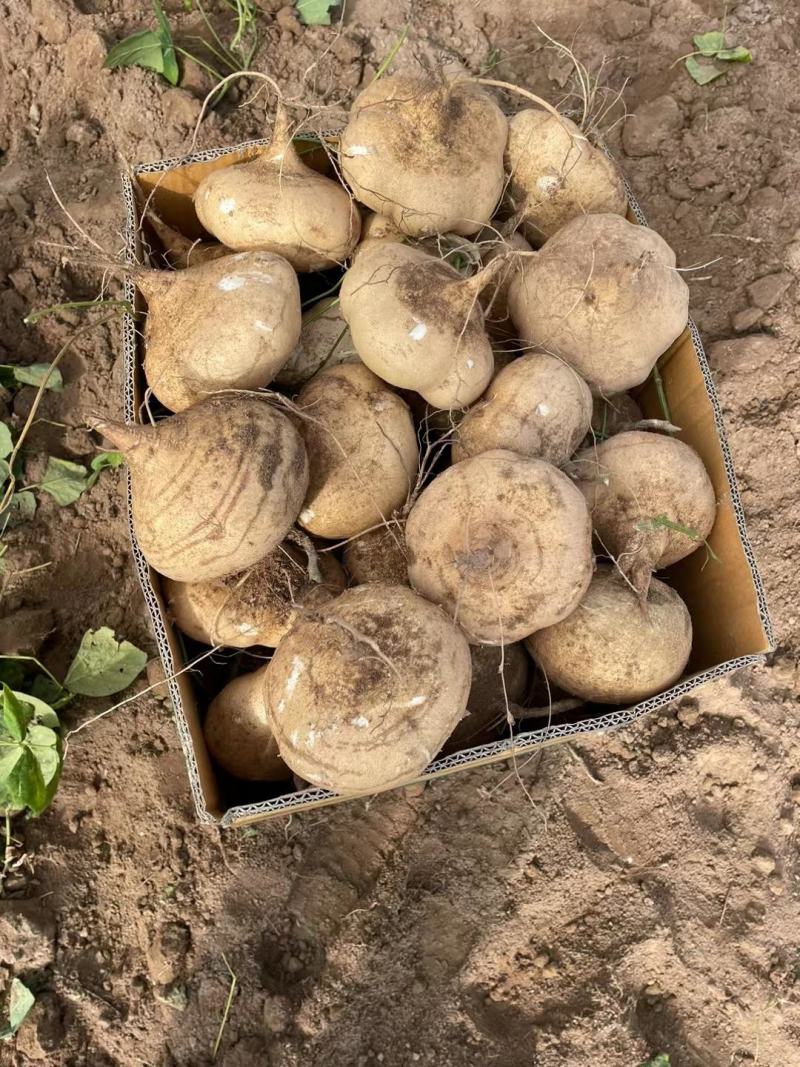 广东湛江凉薯豆薯地瓜产地货源按需分练视频看货