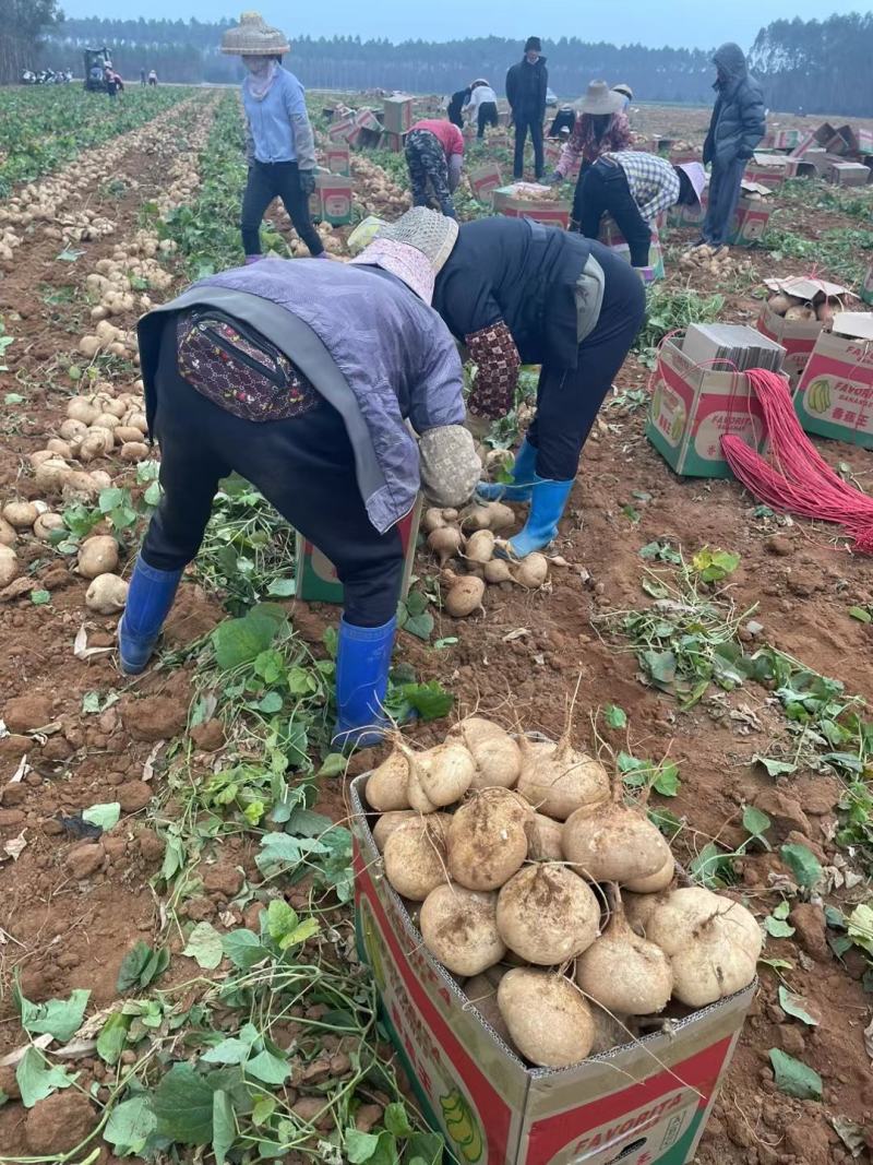 广东湛江凉薯豆薯地瓜产地货源按需分练视频看货