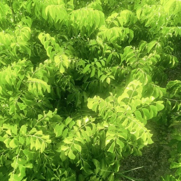 大量供应黑黄皮果苗