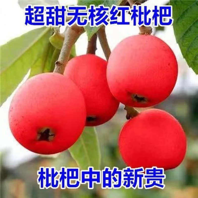 新品种红枇杷树无籽苗无核砂糖枇杷果树苗南北方种植抗旱耐寒