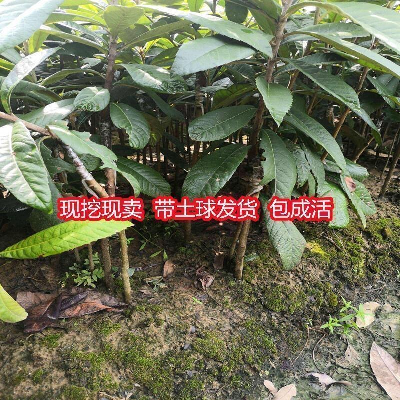 新品种红枇杷树无籽苗无核砂糖枇杷果树苗南北方种植抗旱耐寒