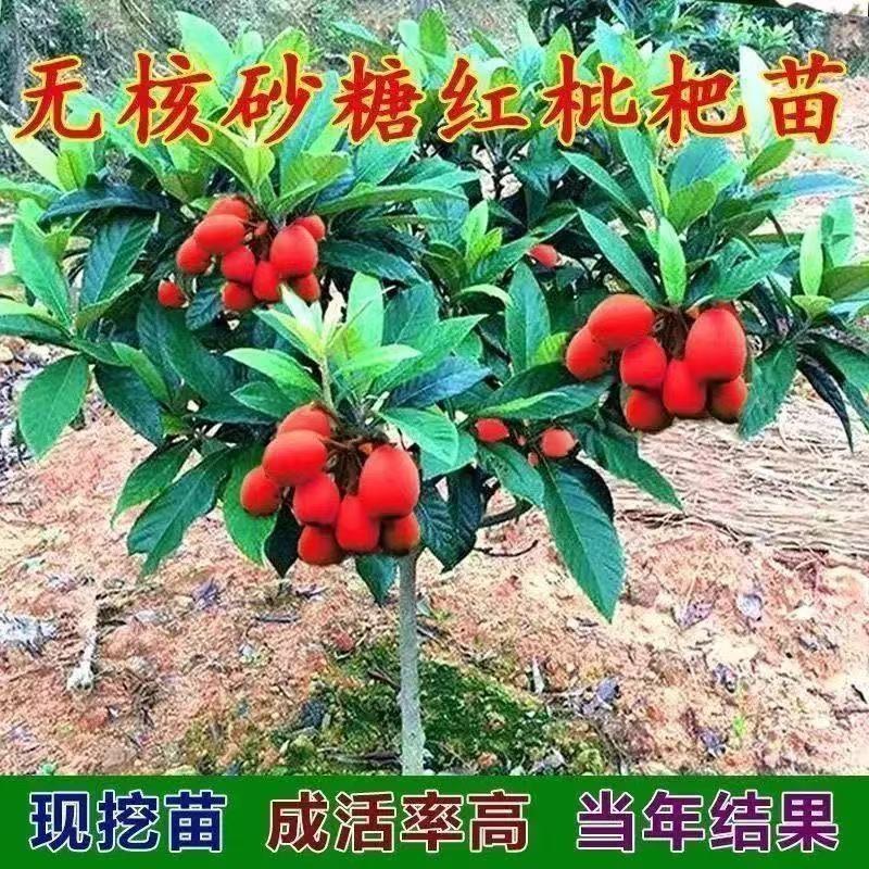 新品种红枇杷树无籽苗无核砂糖枇杷果树苗南北方种植抗旱耐寒