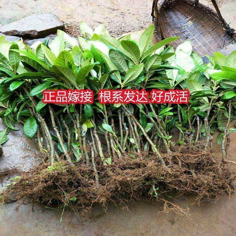 新品种红枇杷树无籽苗无核砂糖枇杷果树苗南北方种植抗旱耐寒