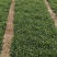 山东潍坊面条菜大量上市中火爆热卖开始了欢迎采购野菜的味道