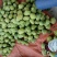 云南玉溪元江释迦果开始大量上市了，有需要的老板可以联系我