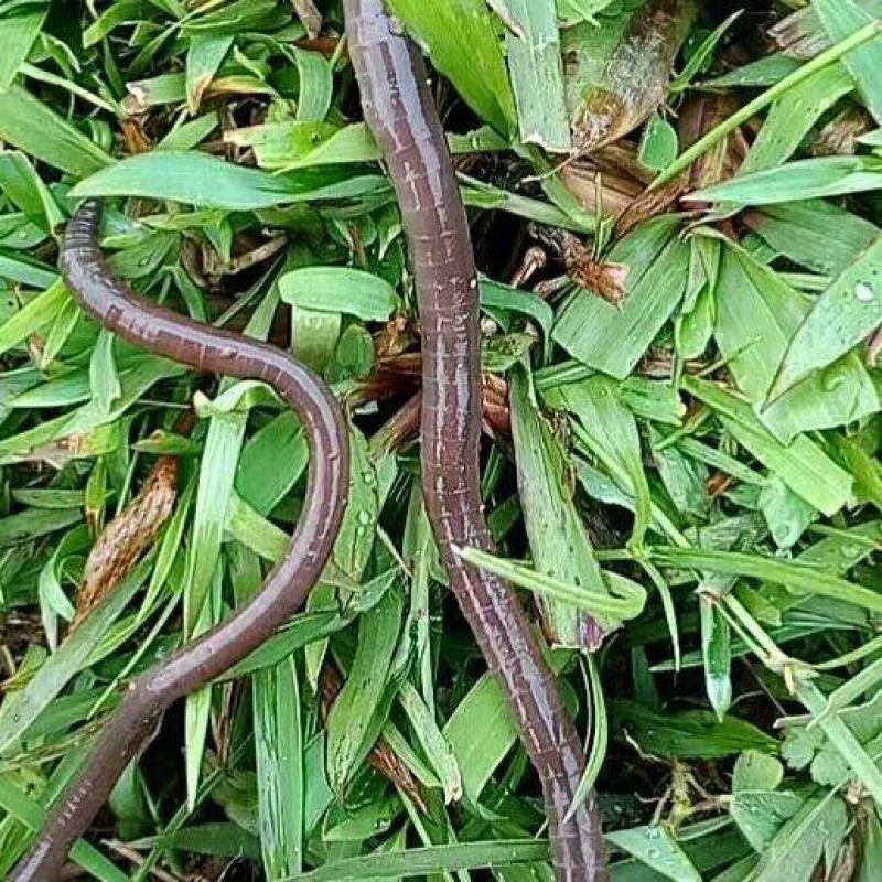 钓鱼蚯蚓
