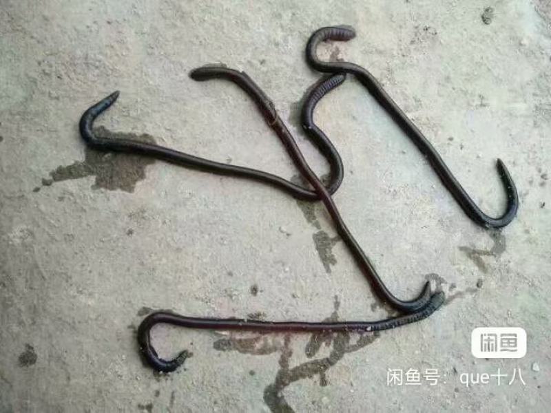 钓鱼蚯蚓
