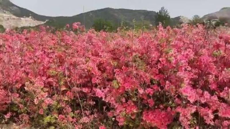 红花映山红