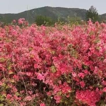 红花映山红