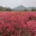 红花映山红
