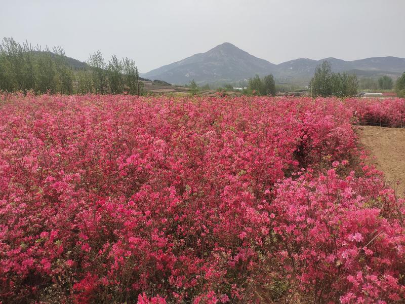 红花映山红