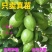 广东香水柠檬苗四季无籽树当年结果纯香味奶茶店专用水果盆栽
