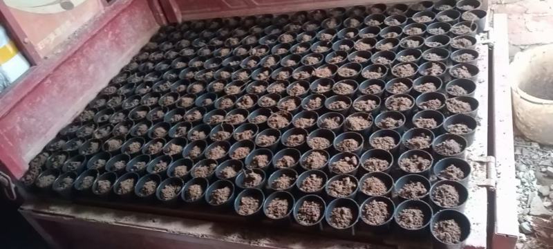 太平二号钓鱼蚯蚓