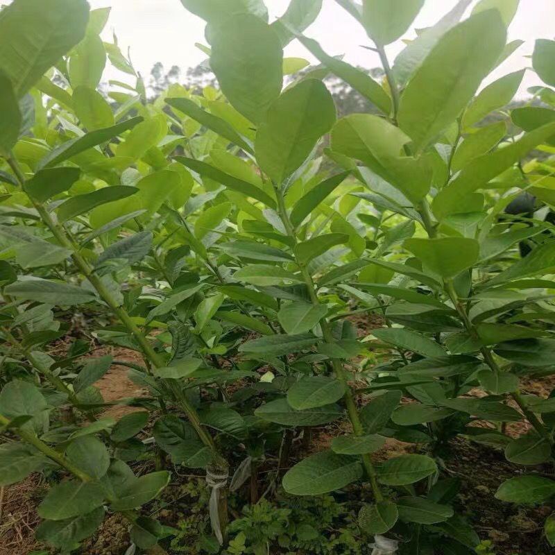 广东香水柠檬苗四季无籽树当年结果纯香味奶茶店专用水果盆栽