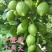 广东香水柠檬苗四季无籽树当年结果纯香味奶茶店专用水果盆栽