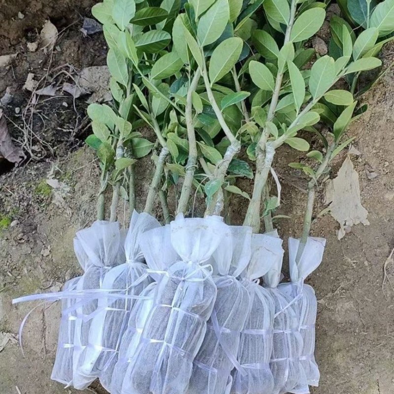 广东香水柠檬苗四季无籽树当年结果纯香味奶茶店专用水果盆栽