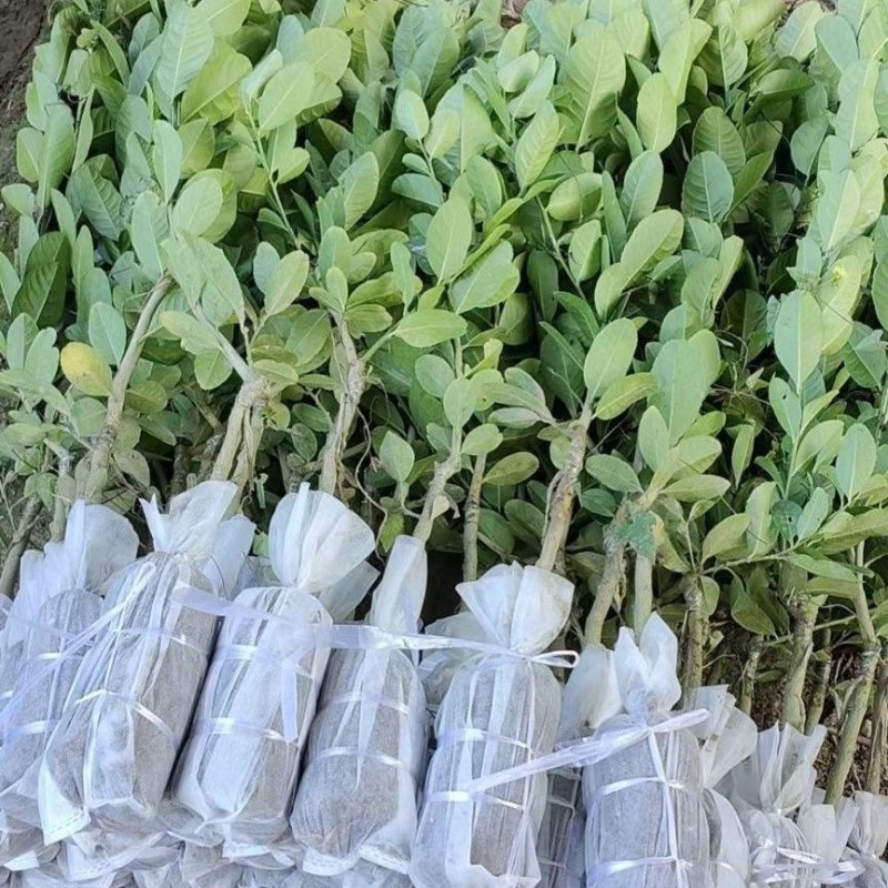 广东香水柠檬苗四季无籽树当年结果纯香味奶茶店专用水果盆栽