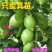 广东香水柠檬苗四季无籽树当年结果纯香味奶茶店专用水果盆栽