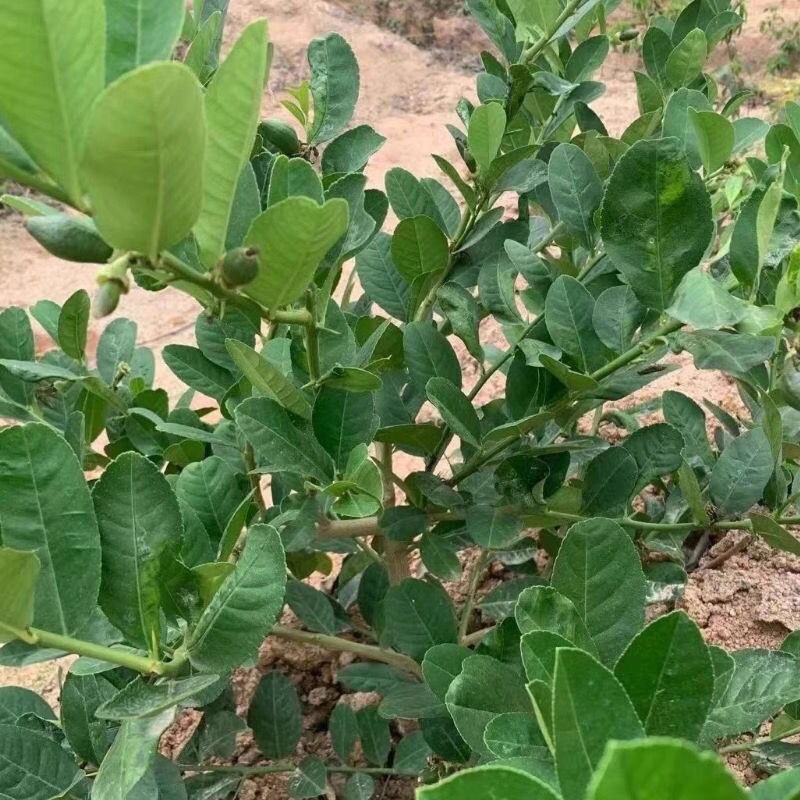 广东香水柠檬苗四季无籽树当年结果纯香味奶茶店专用水果盆栽
