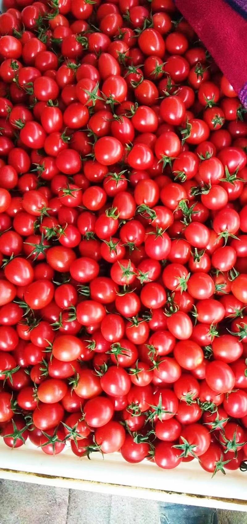寿光精品小西红柿新鲜采摘品种齐全价格美丽