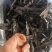 菲牛蛭干品