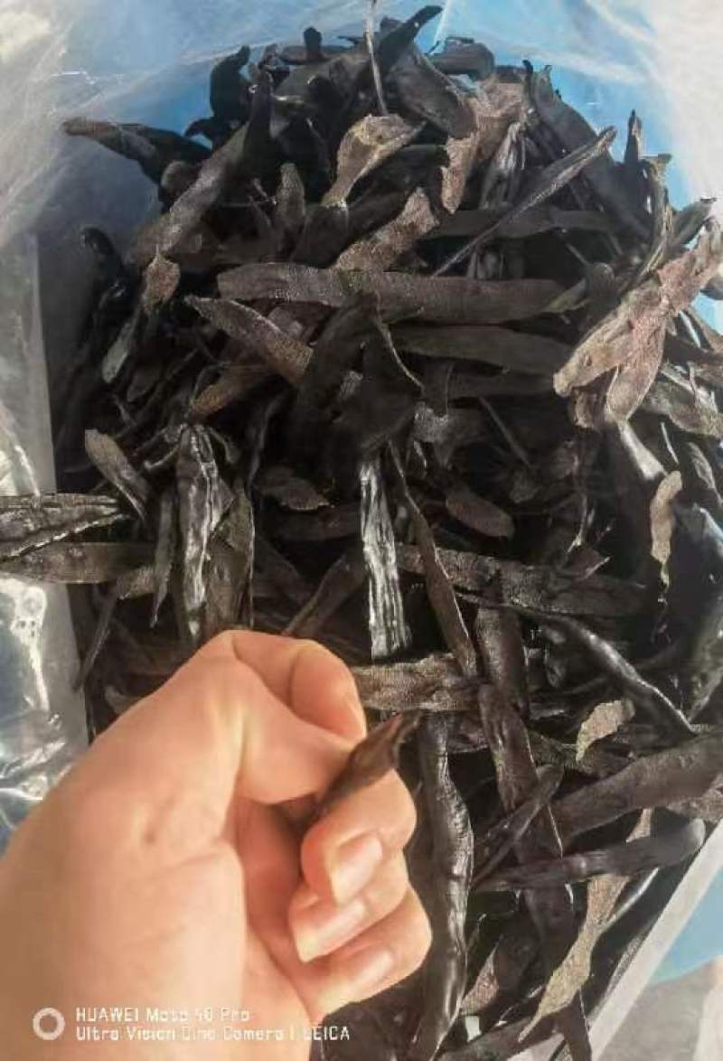 菲牛蛭干品