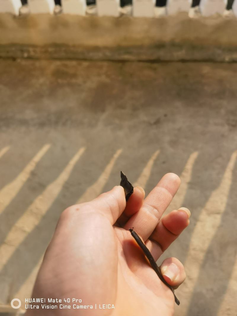 菲牛蛭干品