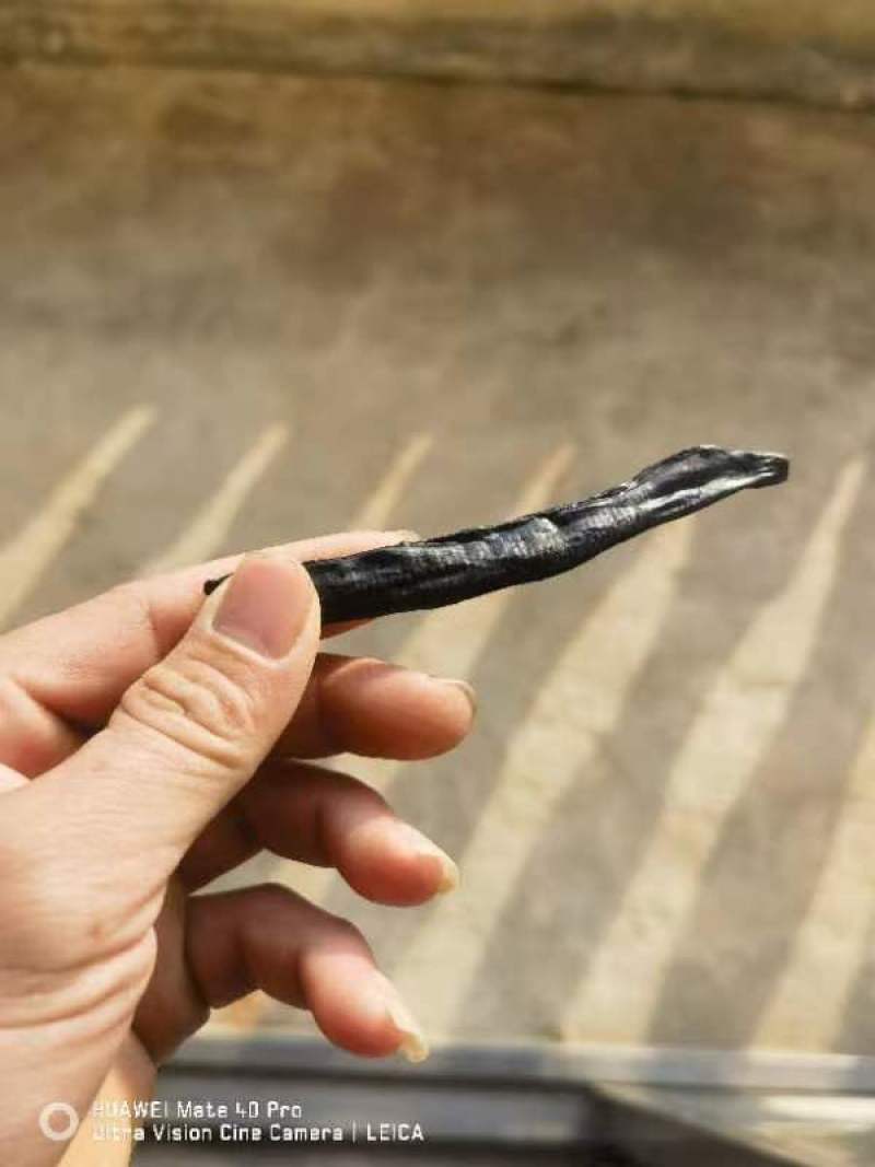 菲牛蛭干品