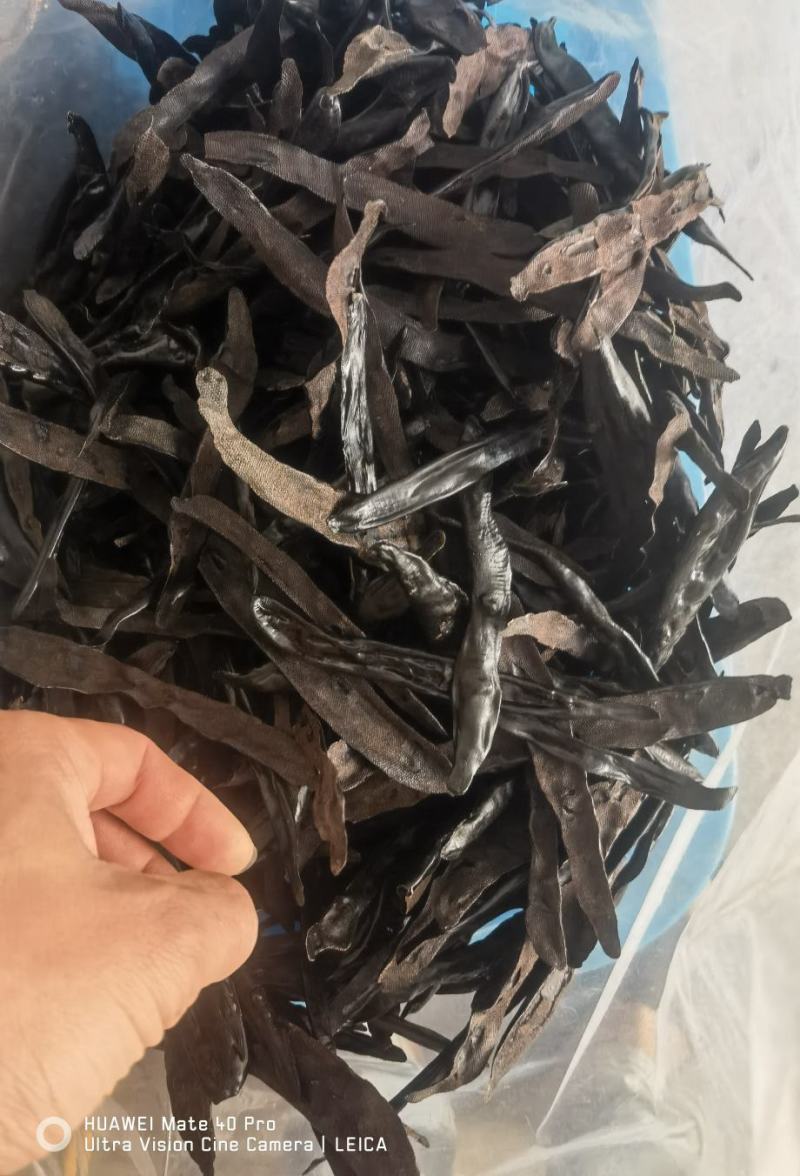 菲牛蛭干品