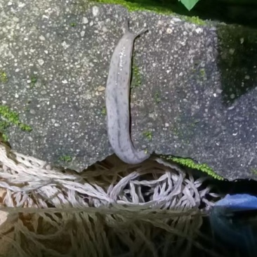 鼻涕虫