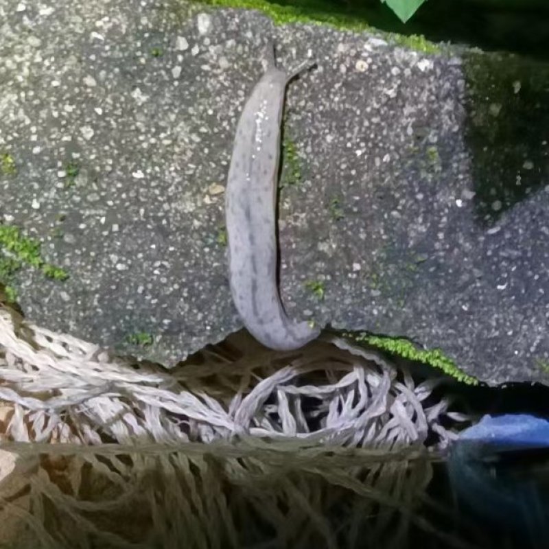 鼻涕虫