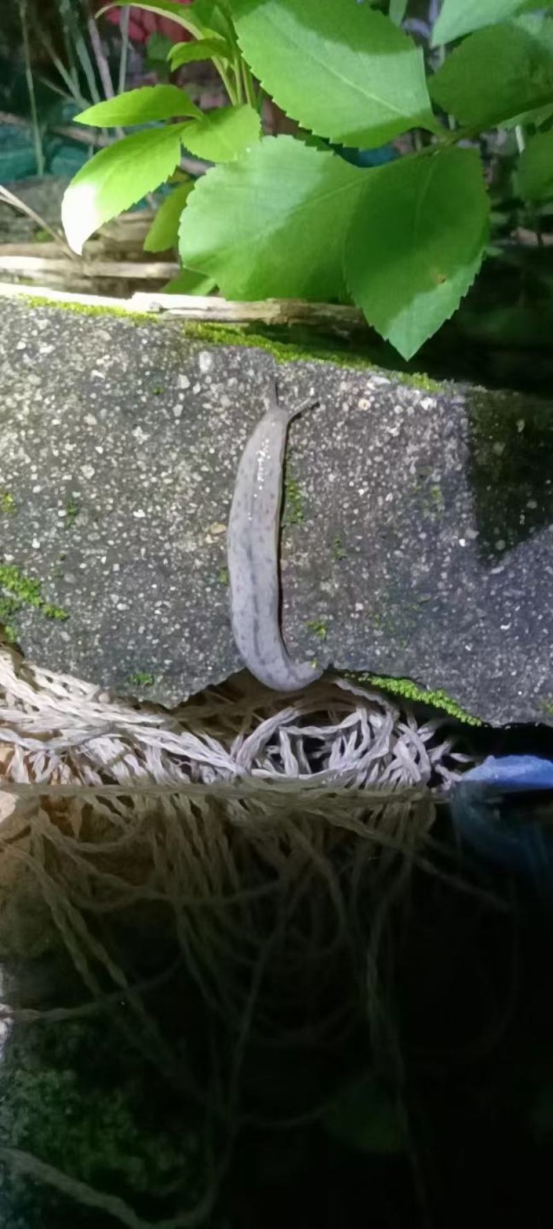 鼻涕虫