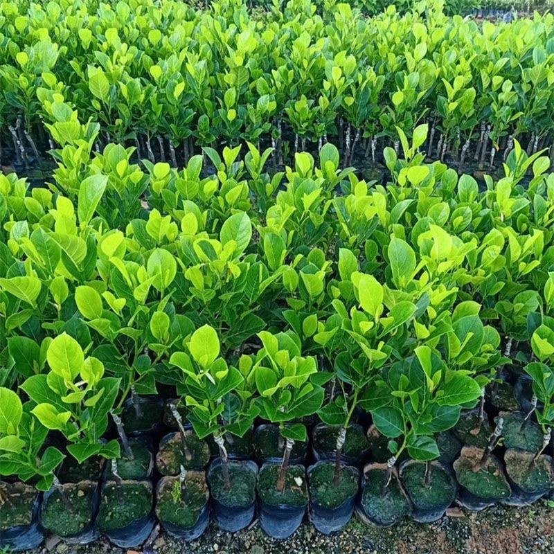 木菠萝蜜树苗嫁接菠萝苗马来西亚1号泰国8号12号黄肉红肉