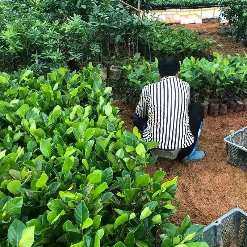 木菠萝蜜树苗嫁接菠萝苗马来西亚1号泰国8号12号黄肉红肉