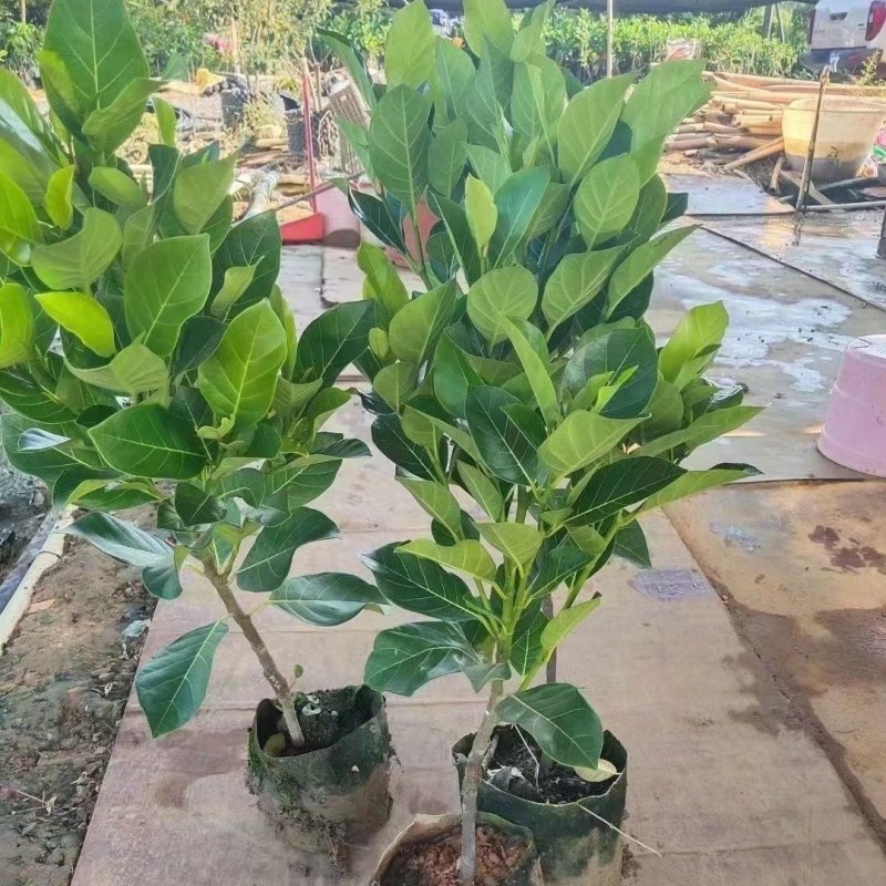 木菠萝蜜树苗嫁接菠萝苗马来西亚1号泰国8号12号黄肉红肉
