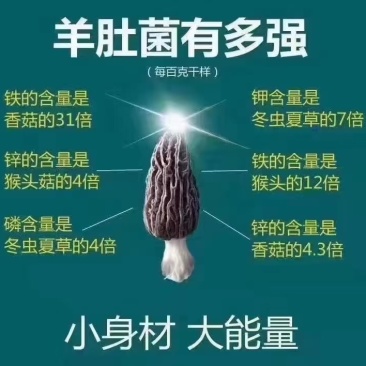 羊肚菌，头茬鲜菇批发零售