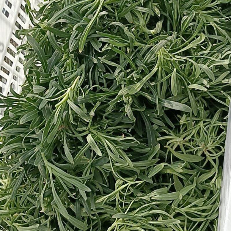 山东潍坊面条菜大量上市中火爆热卖开始了欢迎采购野菜的味道