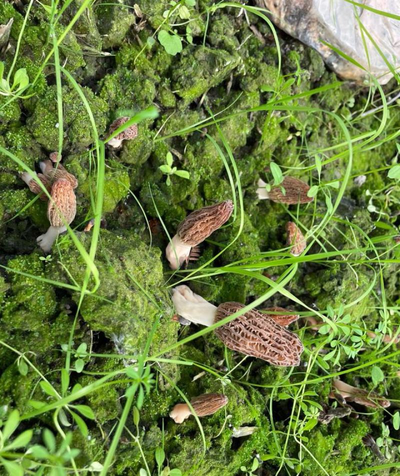 羊肚菌，头茬鲜菇批发零售