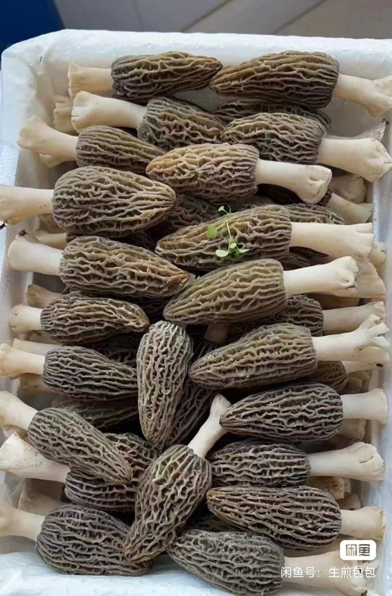 羊肚菌，头茬鲜菇批发零售
