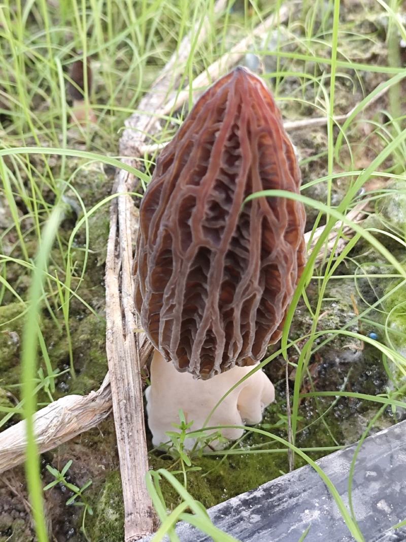 羊肚菌，头茬鲜菇批发零售
